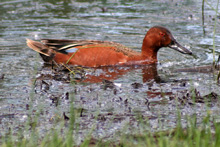 Cinnamon Teal